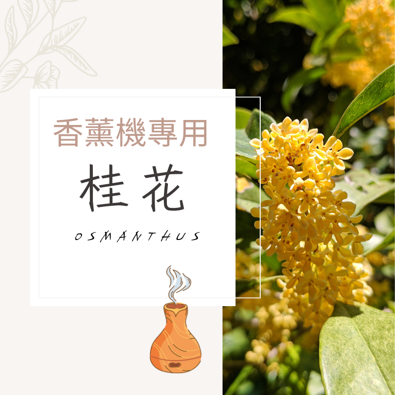 桂花香氛水｜無酒精香薰機專用
